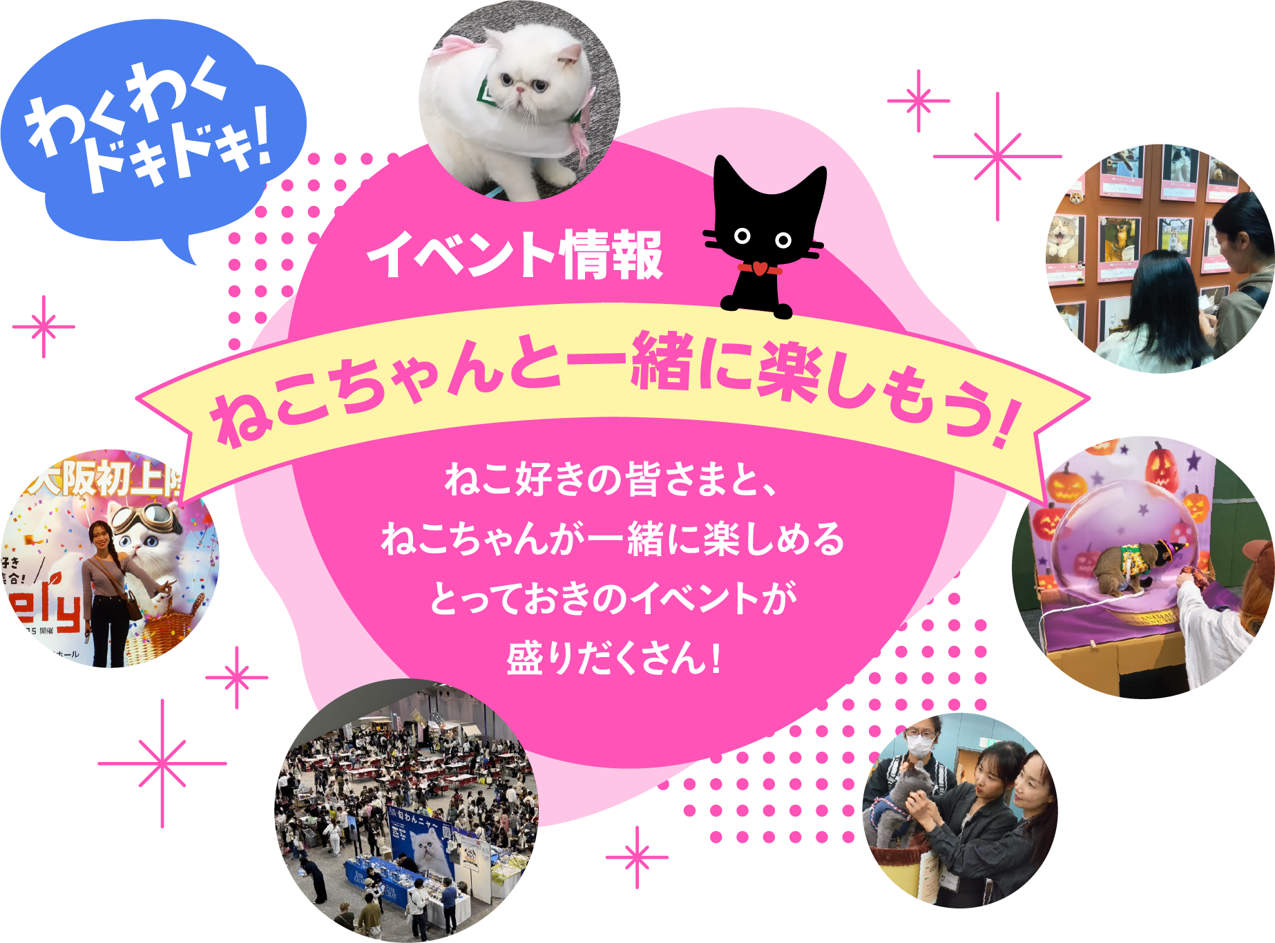 イベント情報 ねこちゃんと一緒に楽しもう