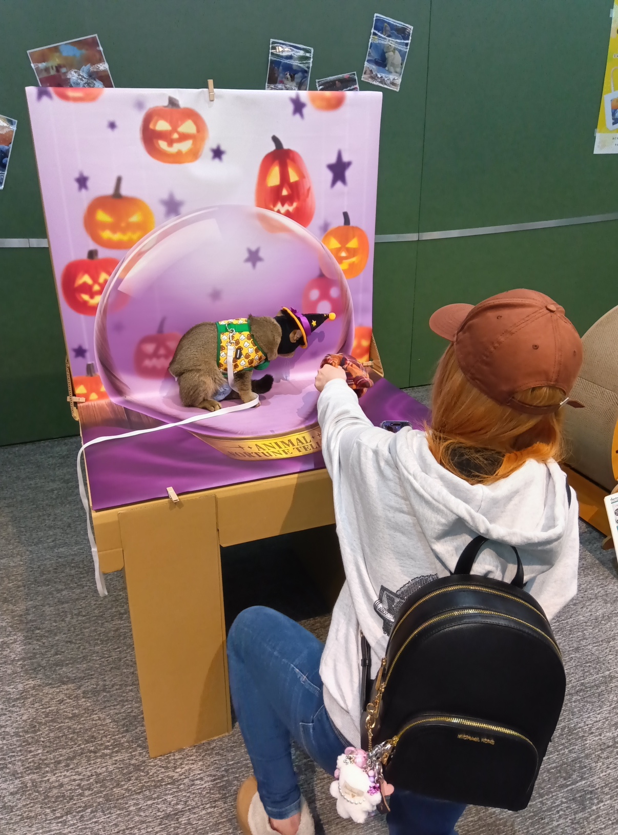 ねこちゃん専用 写真スタジオ | イベント | Lovely にゃんフェスタ in